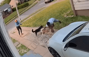This Owner Instantly Stopped His Dog From Getting At His Neighbor Dog By Doing This