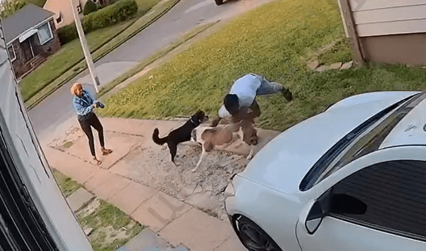 This Owner Instantly Stopped His Dog From Getting At His Neighbor Dog By Doing This
