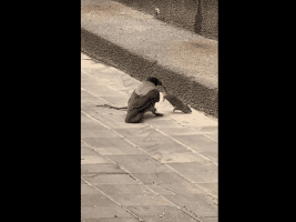 Rat Tries To Get Away From A Crow