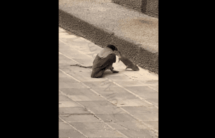 Rat Tries To Get Away From A Crow