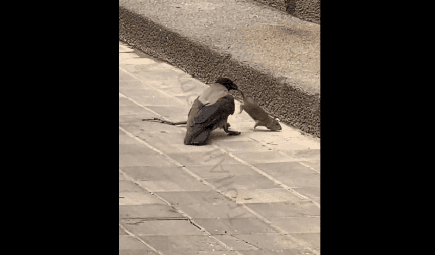 Rat Tries To Get Away From A Crow