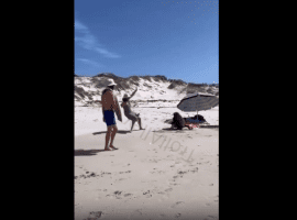 Family Got Mad After A Baboon Interrupted Their Picnic