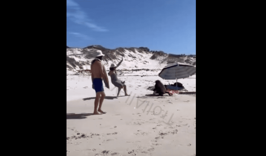 Family Got Mad After A Baboon Interrupted Their Picnic