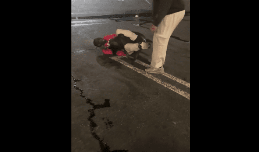 Man Gets His Dog To Attack Another Man After He Pulled Out His Package In Front Of His Girlfriend