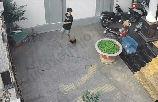 The Risk Of Having A Small Dog