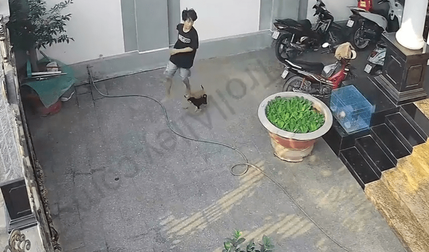 The Risk Of Having A Small Dog