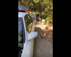 Two Tweakers Going At It In The Woods At Their Trailer Park