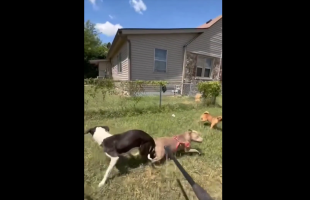 Two Dogs Was Caught At The Wrong Time By Animal Control