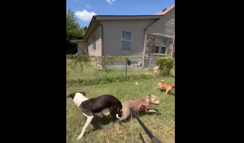Two Dogs Was Caught At The Wrong Time By Animal Control