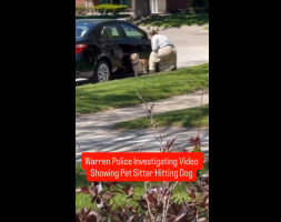Pet Sitter Caught Getting Mad At The Dog Because He Wouldn’t Go Inside