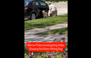 Pet Sitter Caught Getting Mad At The Dog Because He Wouldn’t Go Inside