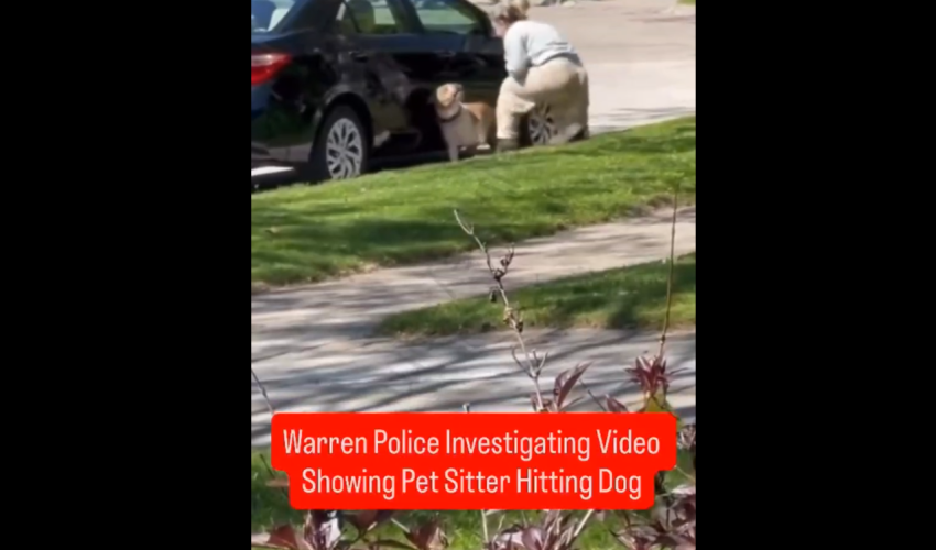 Pet Sitter Caught Getting Mad At The Dog Because He Wouldn’t Go Inside