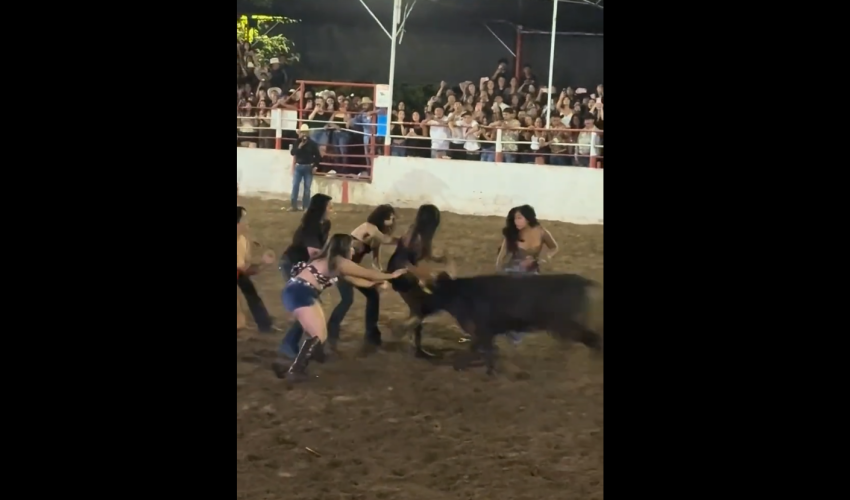 Group Of Girls Tried To Take Down A Bull But Gets Knocked Down
