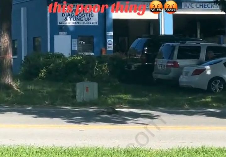 Big Turtle Didn’t Make It Across The Street