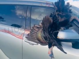Turkey Went Thru Her Windshield While On The Way Home