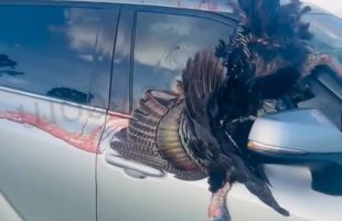 Turkey Went Thru Her Windshield While On The Way Home