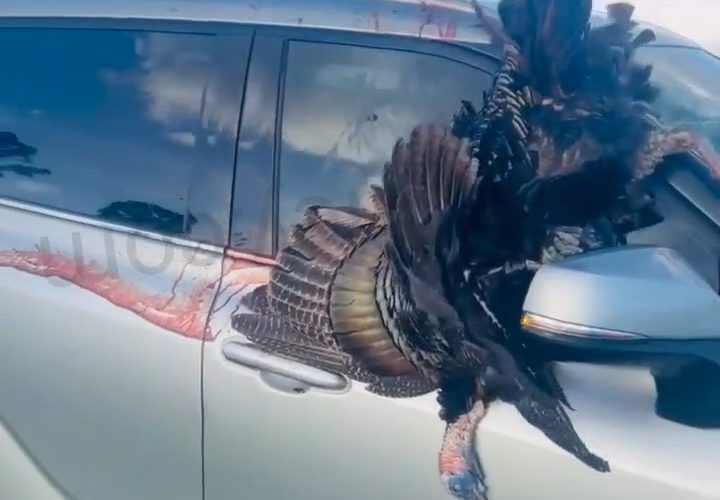 Turkey Went Thru Her Windshield While On The Way Home