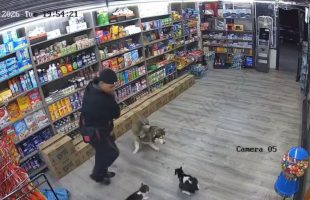 Nyc Cats Are Built Different On The Block When They See Dogs