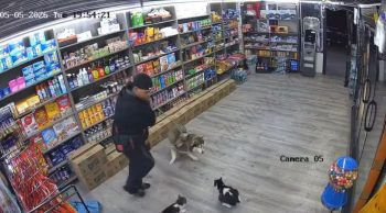 Nyc Cats Are Built Different On The Block When They See Dogs