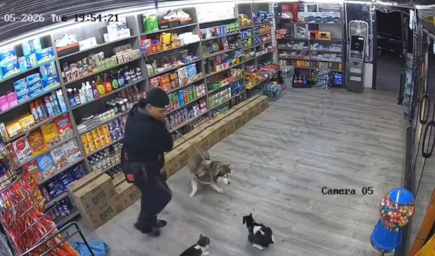 Nyc Cats Are Built Different On The Block When They See Dogs