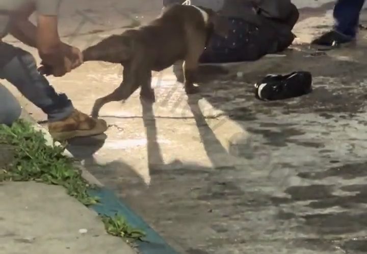 Weak Dog Owners Was Struggling To Control Their Dogs