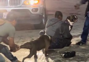 Weak Dog Owners Was Struggling To Control Their Dogs