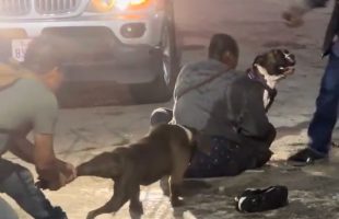 Weak Dog Owners Was Struggling To Control Their Dogs