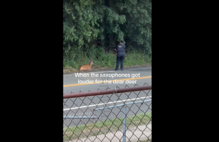 People Are Mad And Says This Female Police Officer Should Be Fired After Doing This To A Deer