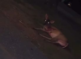 Woman Handles A Injured Deer Because She Was Mad That It Ran Into Her Car