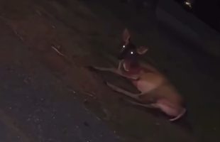 Woman Handles A Injured Deer Because She Was Mad That It Ran Into Her Car