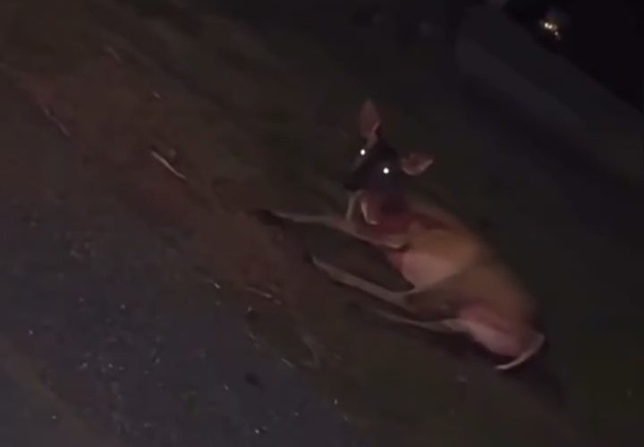 Woman Handles A Injured Deer Because She Was Mad That It Ran Into Her Car