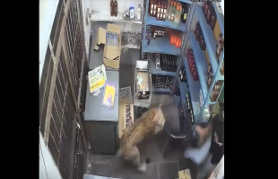 Man With a Liquor Store Next To The Forest Escapes Leopard That Jumped Over The Counter