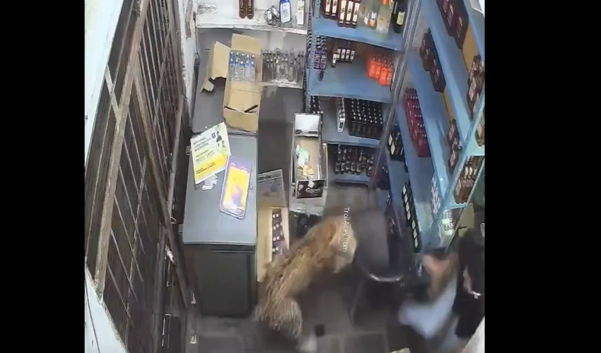 Man With a Liquor Store Next To The Forest Escapes Leopard That Jumped Over The Counter