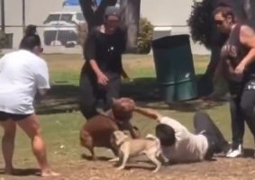 Worse Dog Owners Ever