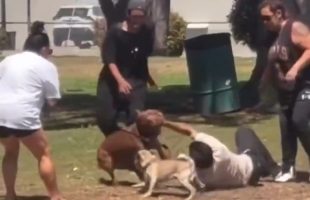 Worse Dog Owners Ever