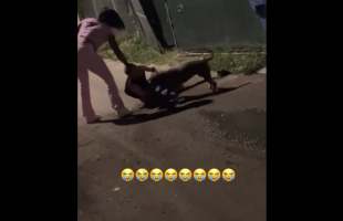 Woman And Her Dog Handles A Man After He Didn’t Pay What He Owed Her Boyfriend