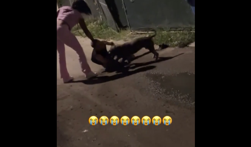 Woman And Her Dog Handles A Man After He Didn’t Pay What He Owed Her Boyfriend