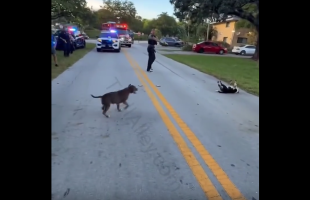 People Was Shocked After Hearing A Dog Make A Weird Sound While Getting Tased By A Police Officer