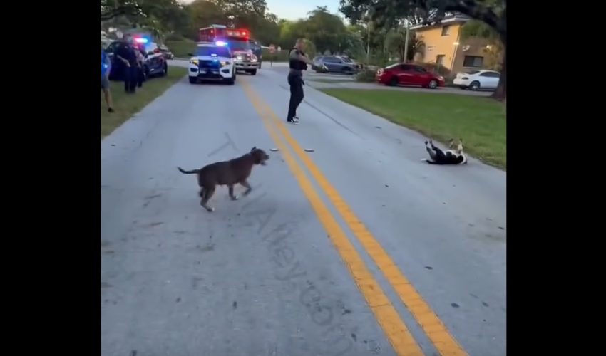 People Was Shocked After Hearing A Dog Make A Weird Sound While Getting Tased By A Police Officer