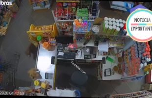 Store Owner Left His Cat In Charge To Watch The Store And Two Dogs Entered And It Was Over