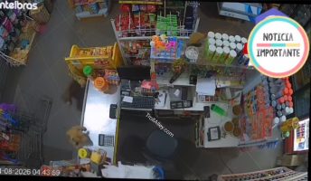 Store Owner Left His Cat In Charge To Watch The Store And Two Dogs Entered And It Was Over