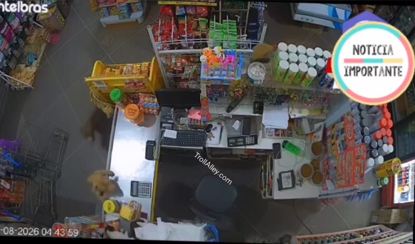 Store Owner Left His Cat In Charge To Watch The Store And Two Dogs Entered And It Was Over