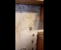 Pest Control Was Shocked After Removing A Customer Fridge And Seeing This