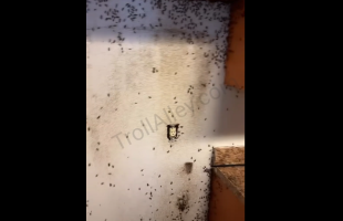 Pest Control Was Shocked After Removing A Customer Fridge And Seeing This
