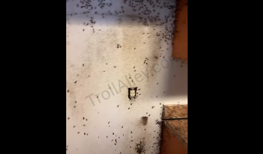 Pest Control Was Shocked After Removing A Customer Fridge And Seeing This