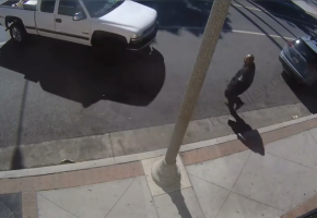 Dude Thought It Was Ok To Leave His Truck Running While Thieves Was Around