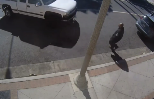 Dude Thought It Was Ok To Leave His Truck Running While Thieves Was Around