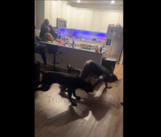 Dude Was Teasing The Wrong Dog And This Happened
