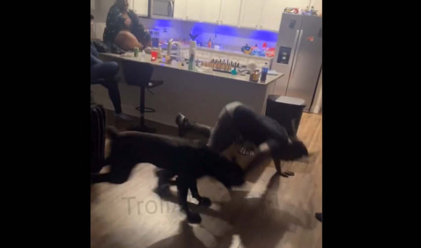 Dude Was Teasing The Wrong Dog And This Happened