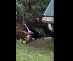 Man Tried To Scare A Bear Off After It Took His Deer That He Took Down While Hunting When His Back Was Turned